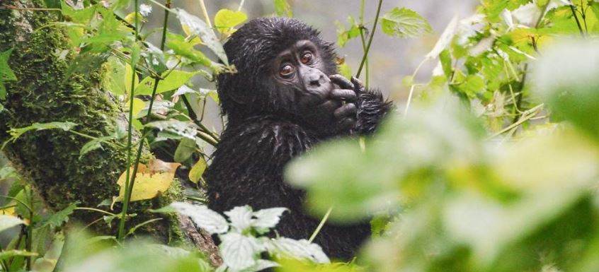 Gorilla trekking rules