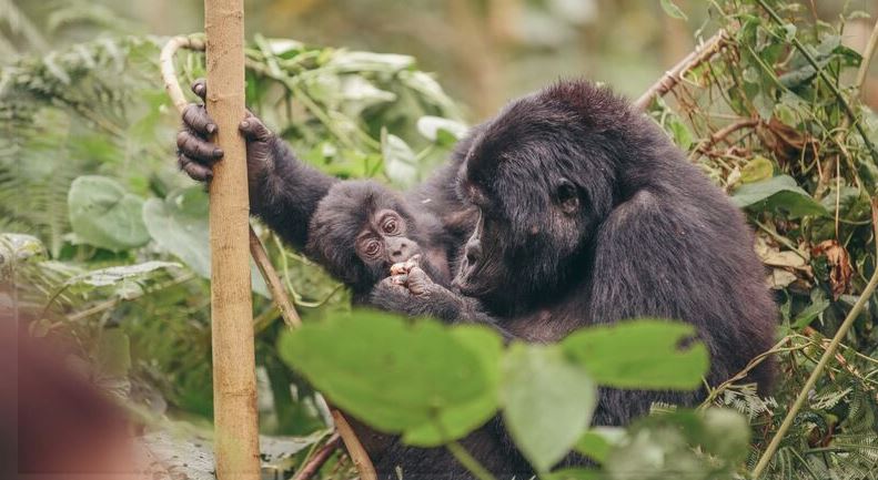 Gorilla trekking rules