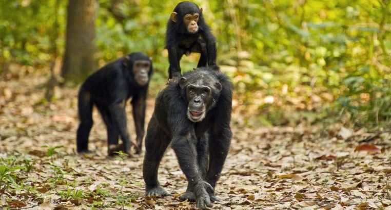 2-day Chimp trekking adventure in Kibale Forest