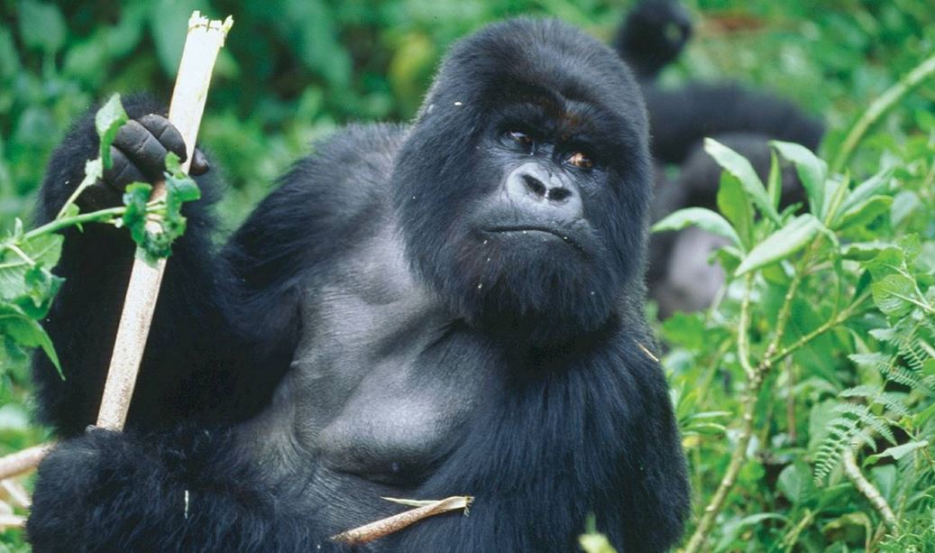 Rwanda tours