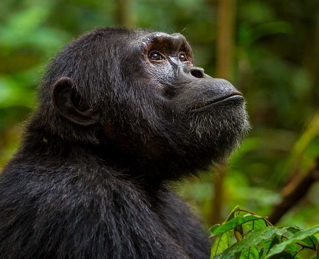 4-day affordable Uganda safari