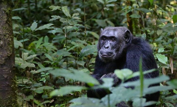 Uganda Or Rwanda: Which Is Better For A Safari?