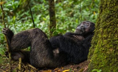 Uganda Or Rwanda: Which Is Better for A Safari?