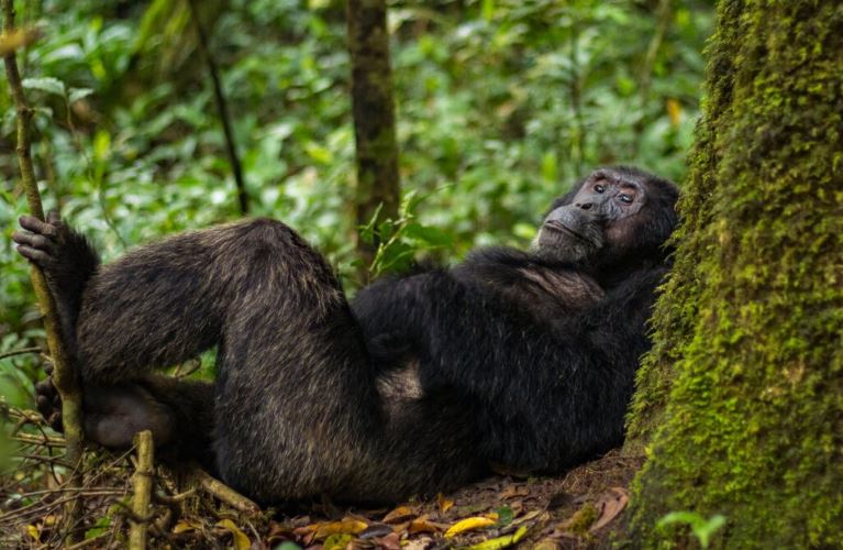 Uganda or Rwanda