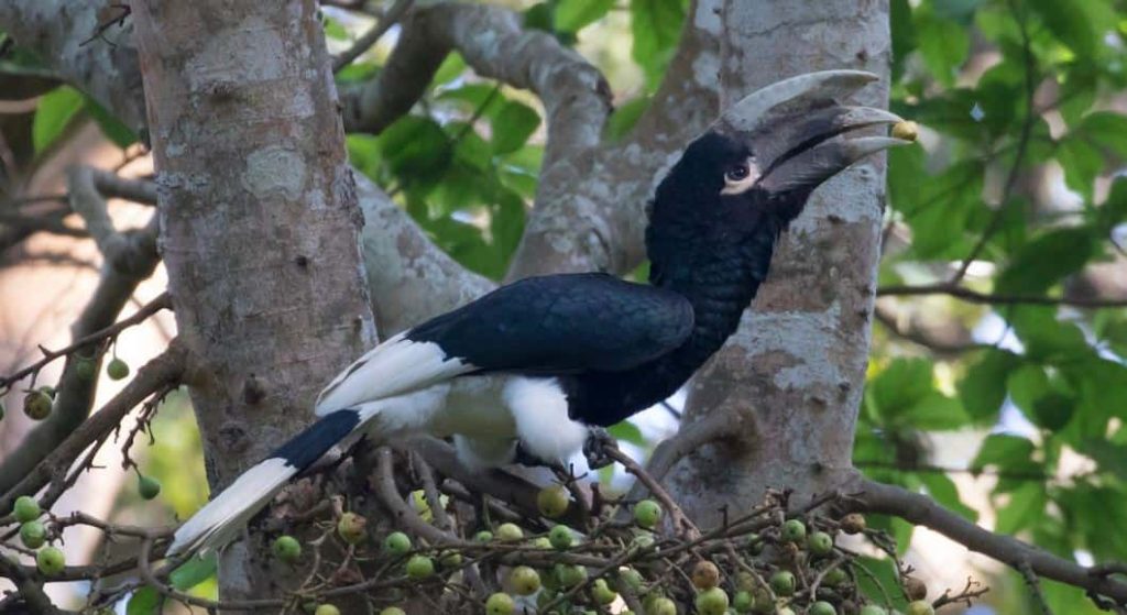 White-thighed hornbill In Semuliki National Park
