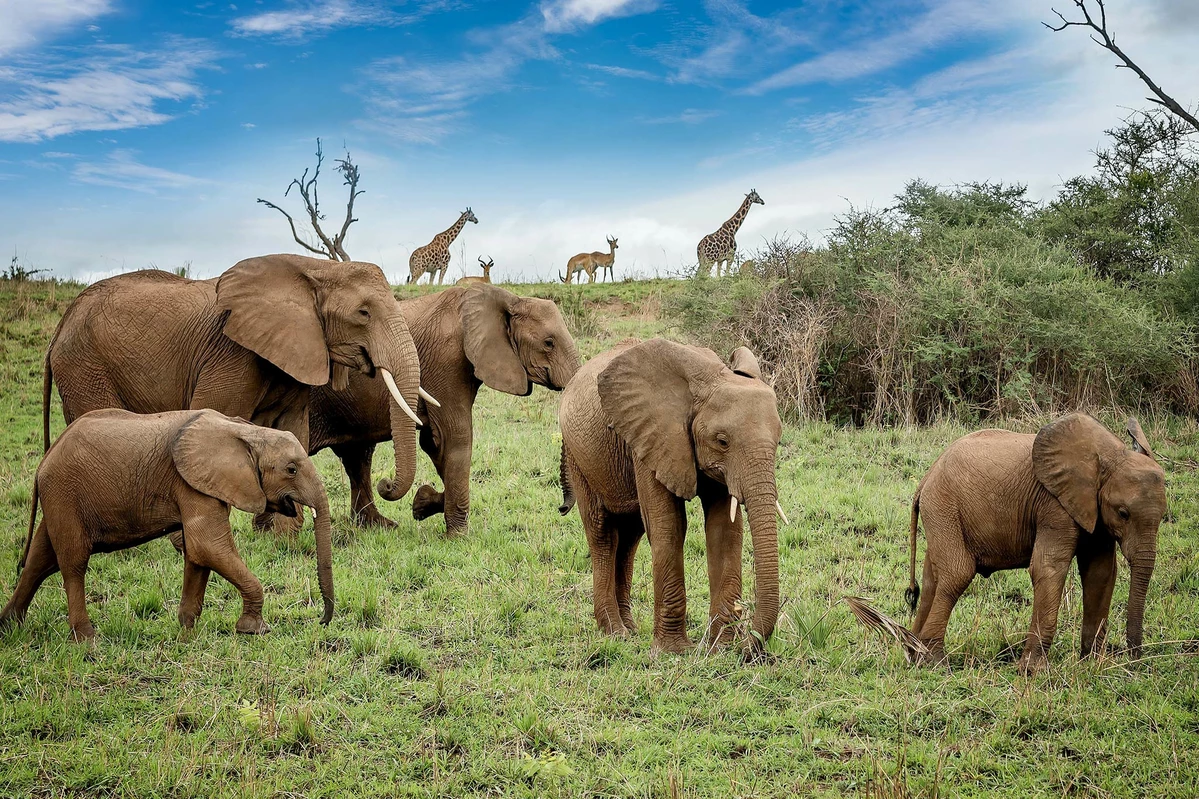 10-Day Kenya Tanzania Safari, Masai Mara, Serengeti, Ngorongoro & More!