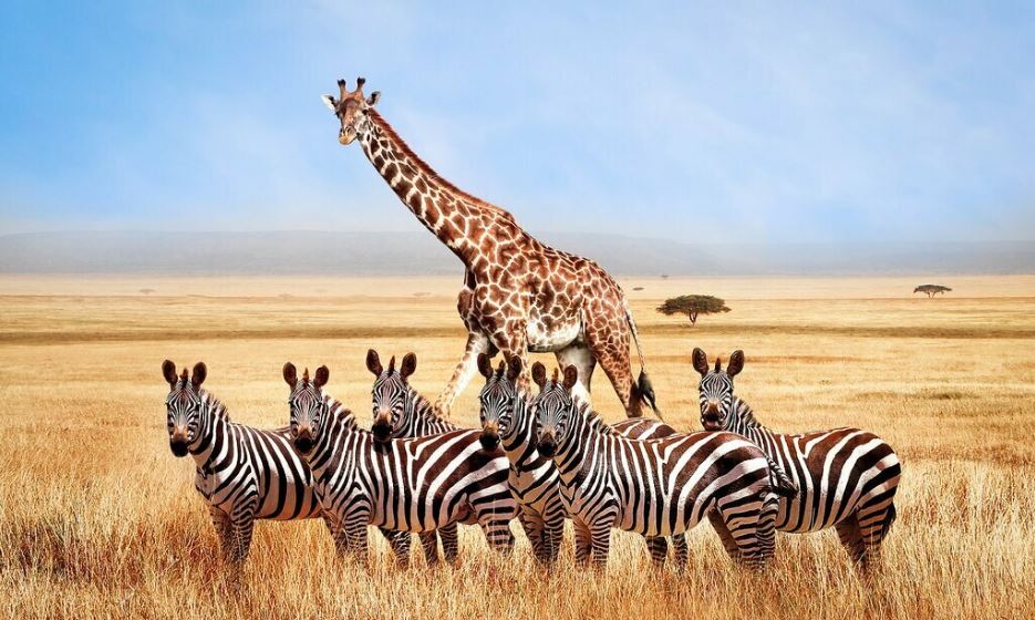 10-Day Kenya Tanzania Safari