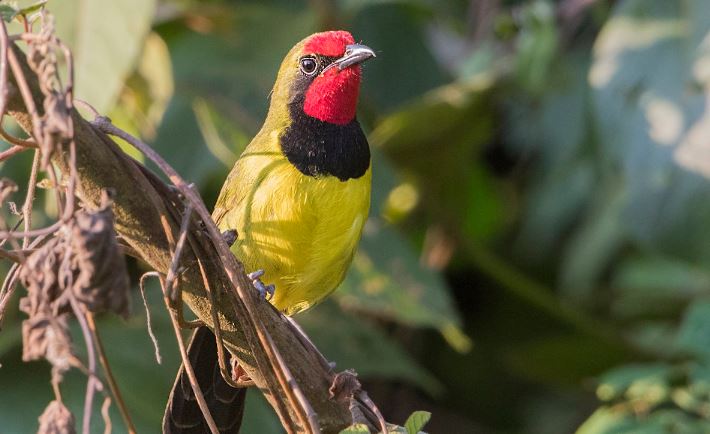 Birds in Volcanoes National Park In Rwanda