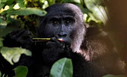 Bwindi Impenetrable National Park in Uganda