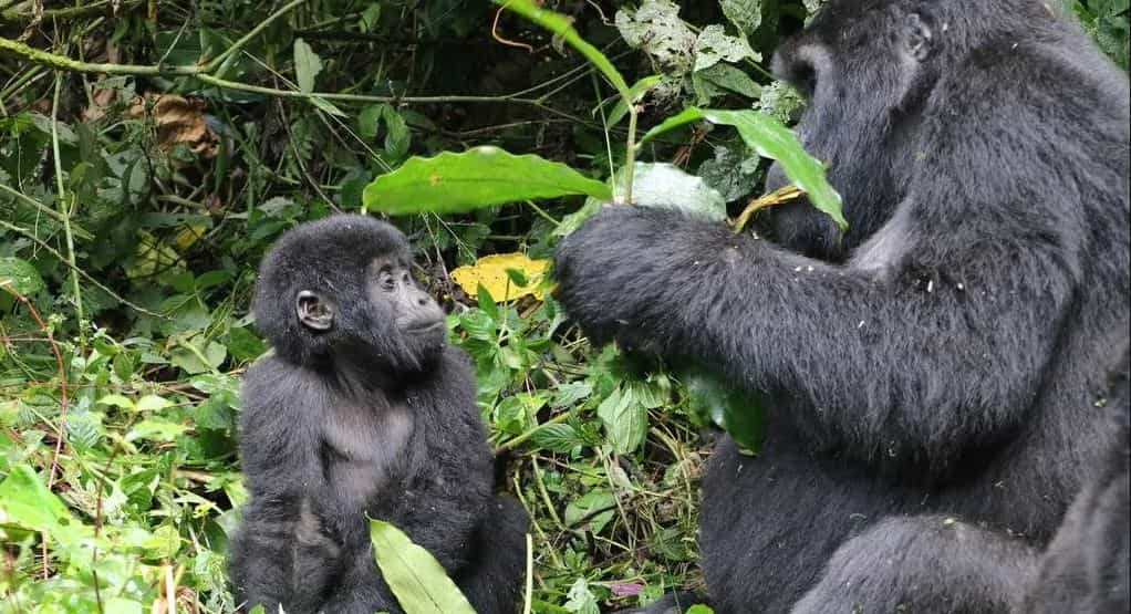 Trekking Gorillas In Uganda