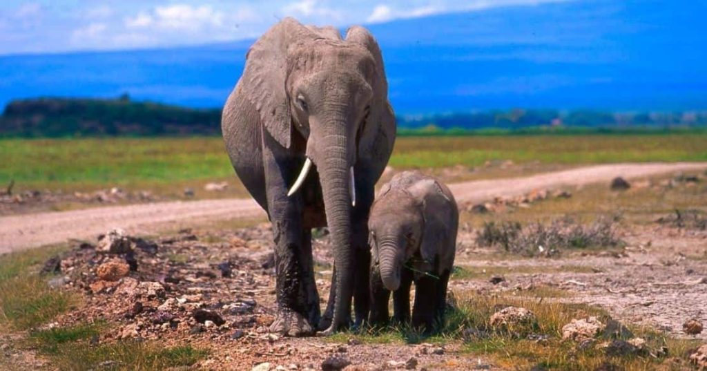 elephants in Ngorongoro Crater