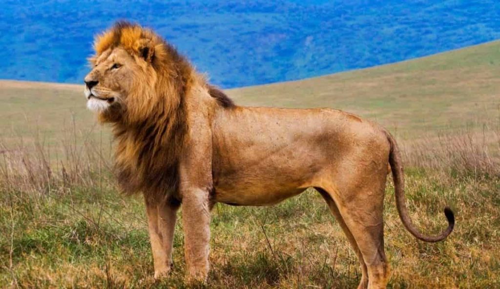 Lion in Ngorongoro Crater