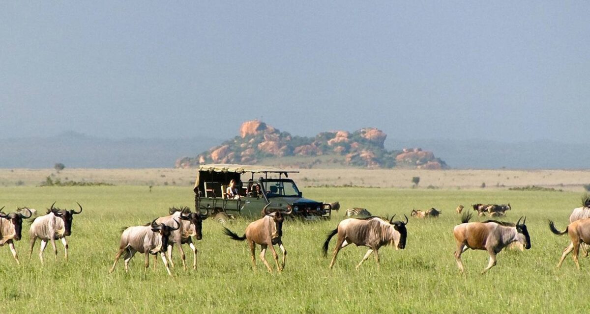 Serengeti North  safari-specialist