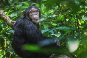 Chimpanzee Trekking In Kibale Forest