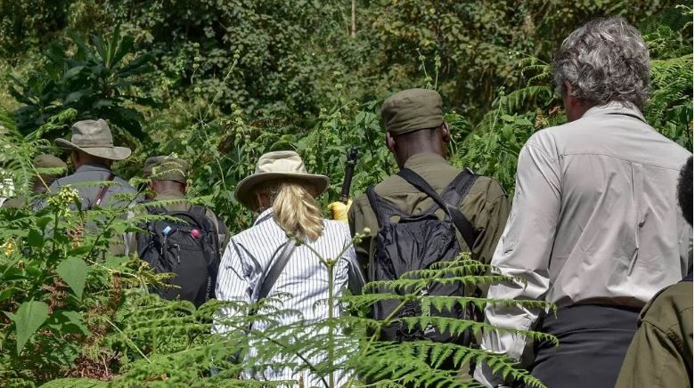 Gorilla trekking Rwanda Vs Uganda