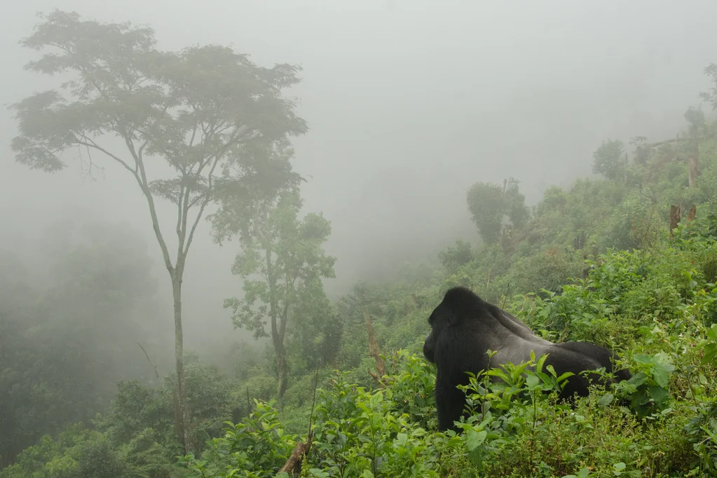 gorilla trekking Rwanda Vs Uganda