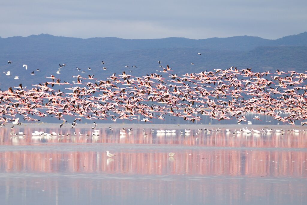 Flamingos wade through the Lake Manyara's waters alongside pods of hippos