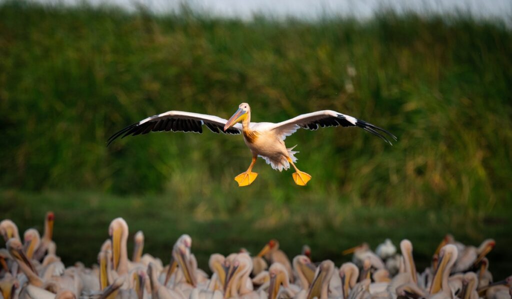 Spot 400 bird species flitting across the escarpment and between the lakeshore and trees of Lake Manyara National Park