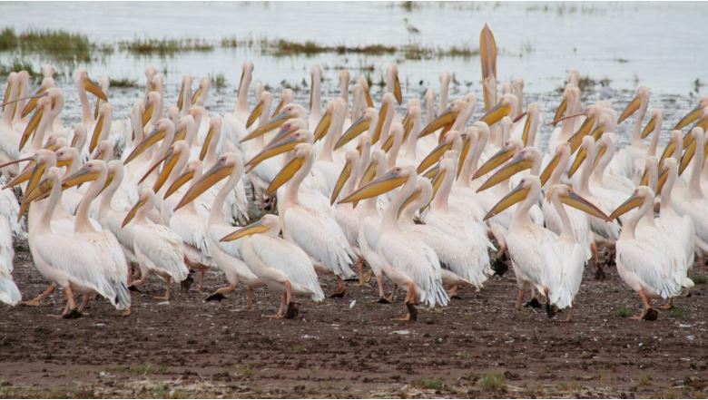 pink-backed pelicans in lake manyara national park