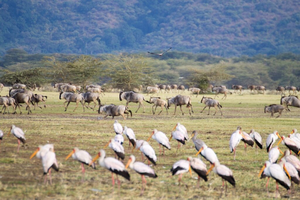Other animals you can see in the park include lions, elephants, buffalo, and migrating wildebeest in Lake Manyara National Park