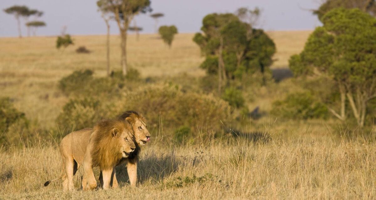 wildlife in Tarangire National Park