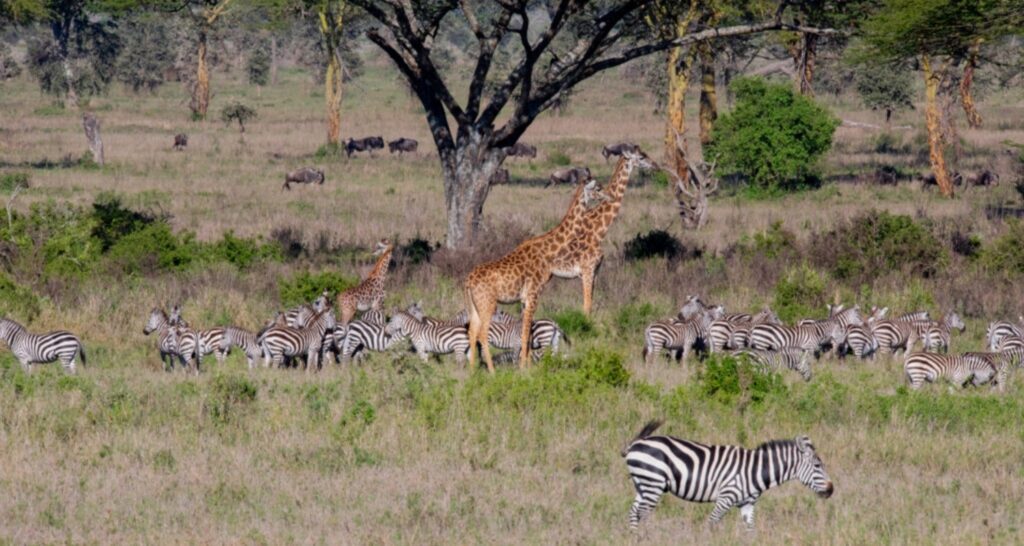 wildlife in Tarangire National Park