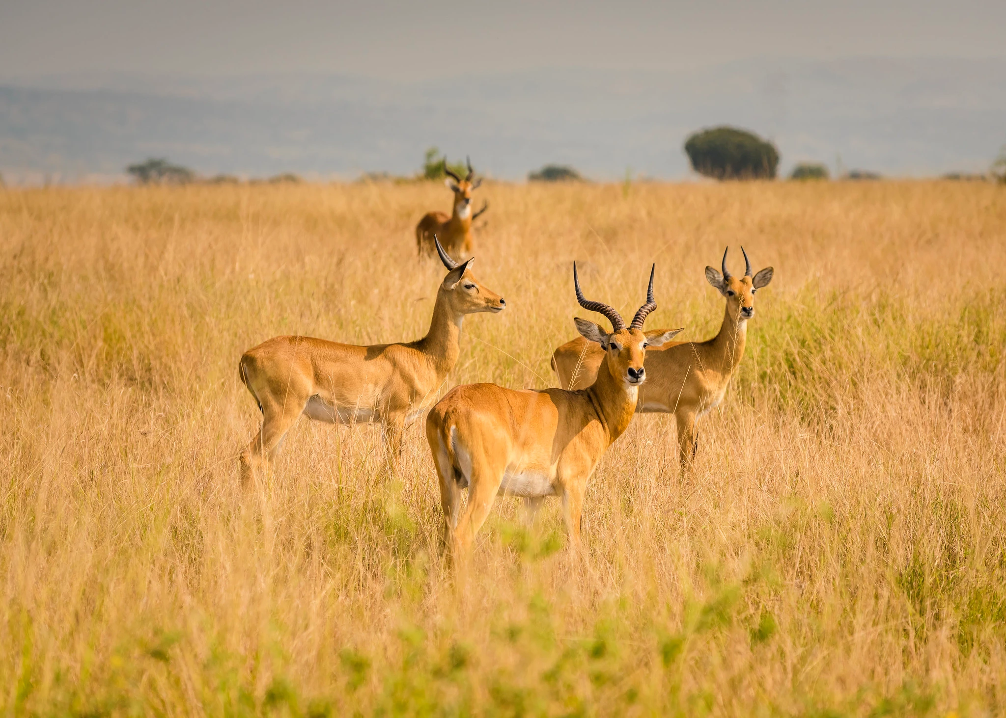 Short Uganda Safaris