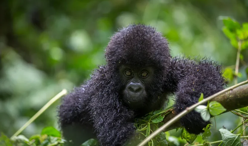 3 day gorilla trekking tour Uganda