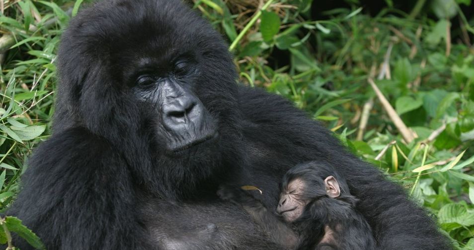 3 days gorilla tour in Rwanda