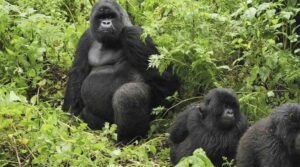 Gorilla Trekking Rules in Uganda