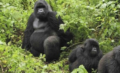 Head To Head: Gorilla Trekking Rwanda vs Uganda