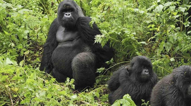 Can children go gorilla trekking