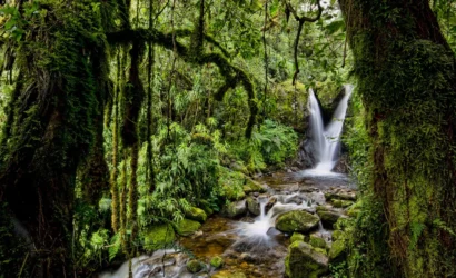 Uganda National Parks History You Didn’t Know