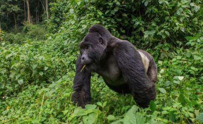 Gorilla Habituation Experience in Bwindi Impenetrable Forest
