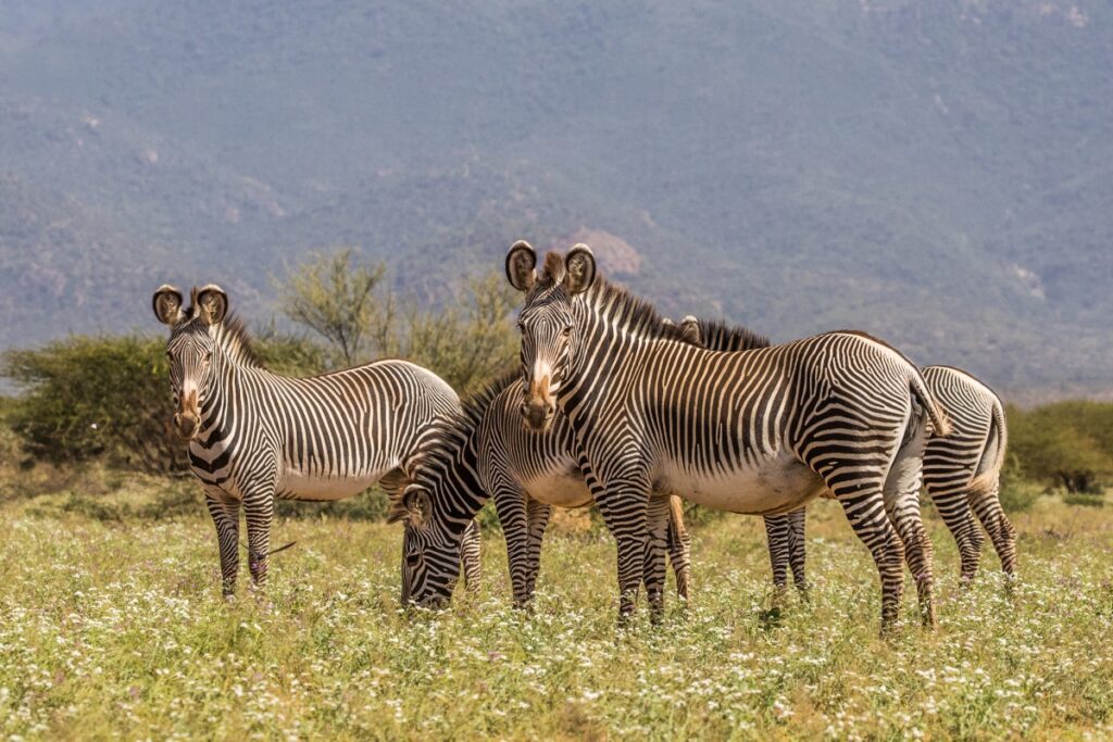 Grevy's Zebras in Samburu National Reserve