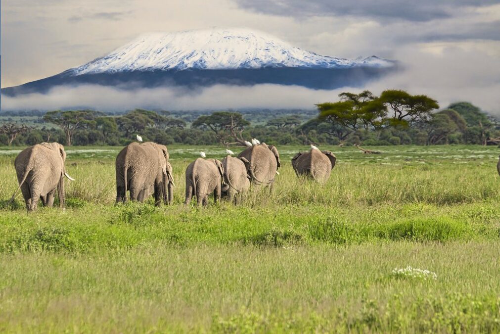 Kenya Amboseli National Park