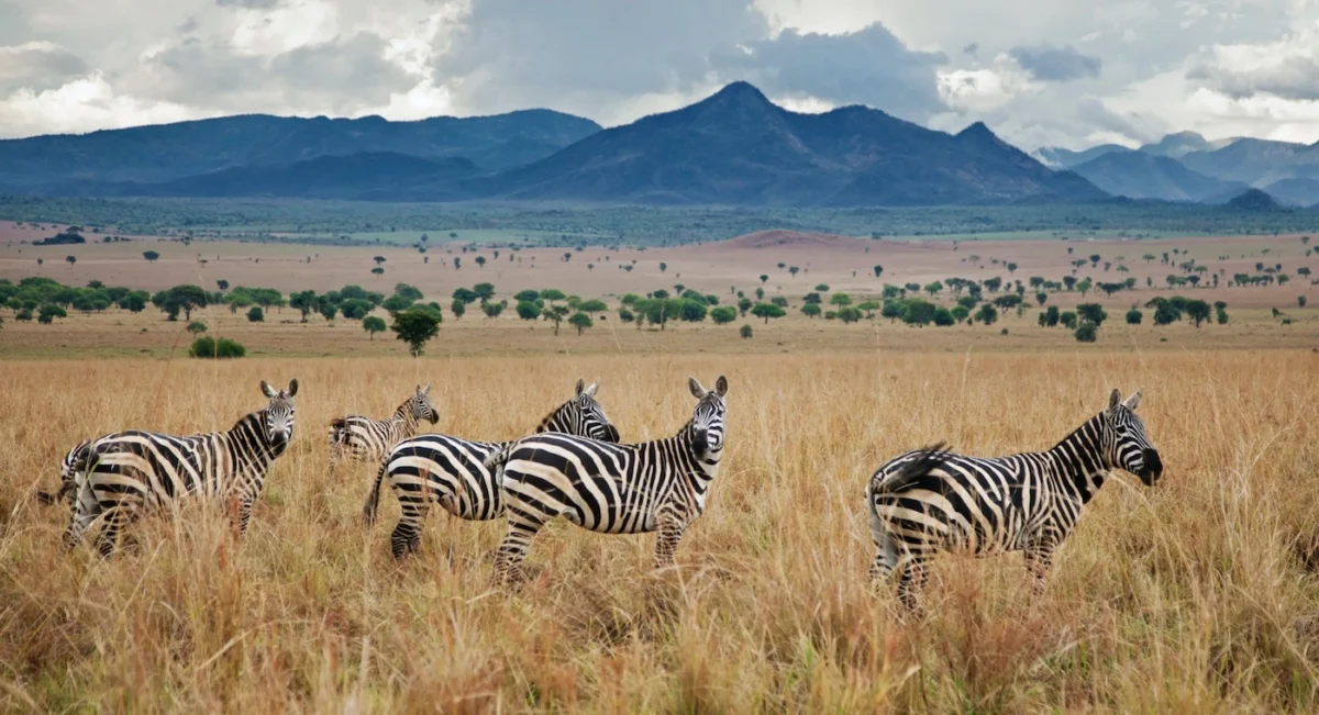 National Parks in Uganda