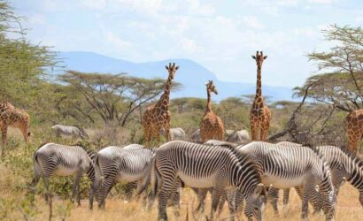 Samburu National Reserve In Kenya