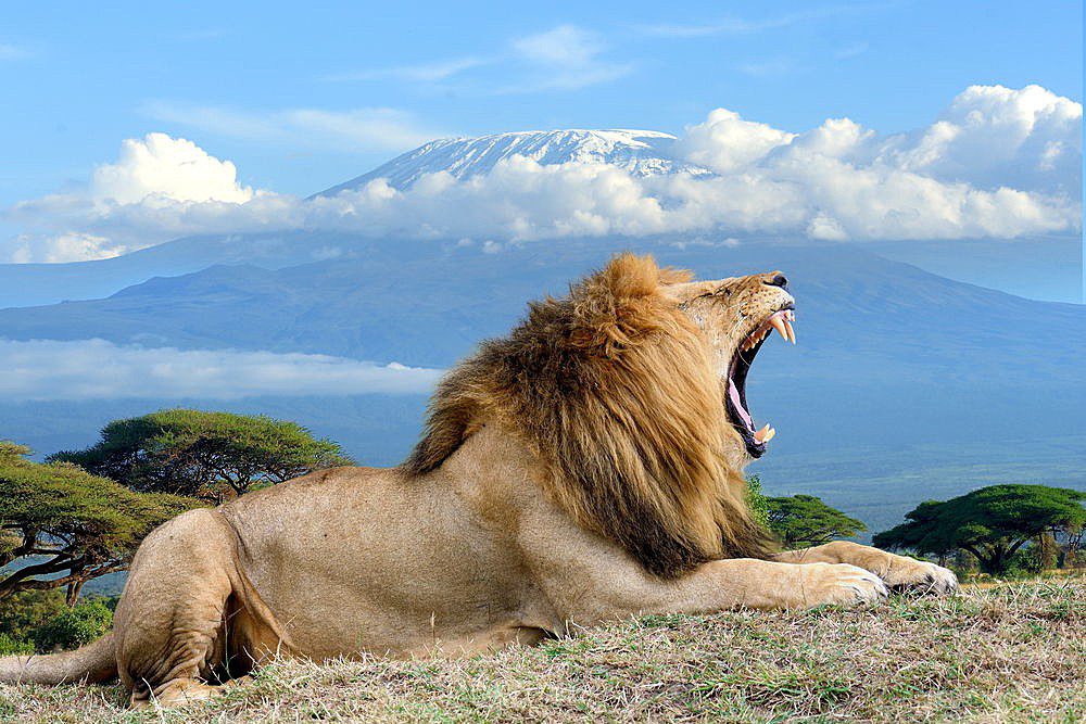 animals in Amboseli National Park