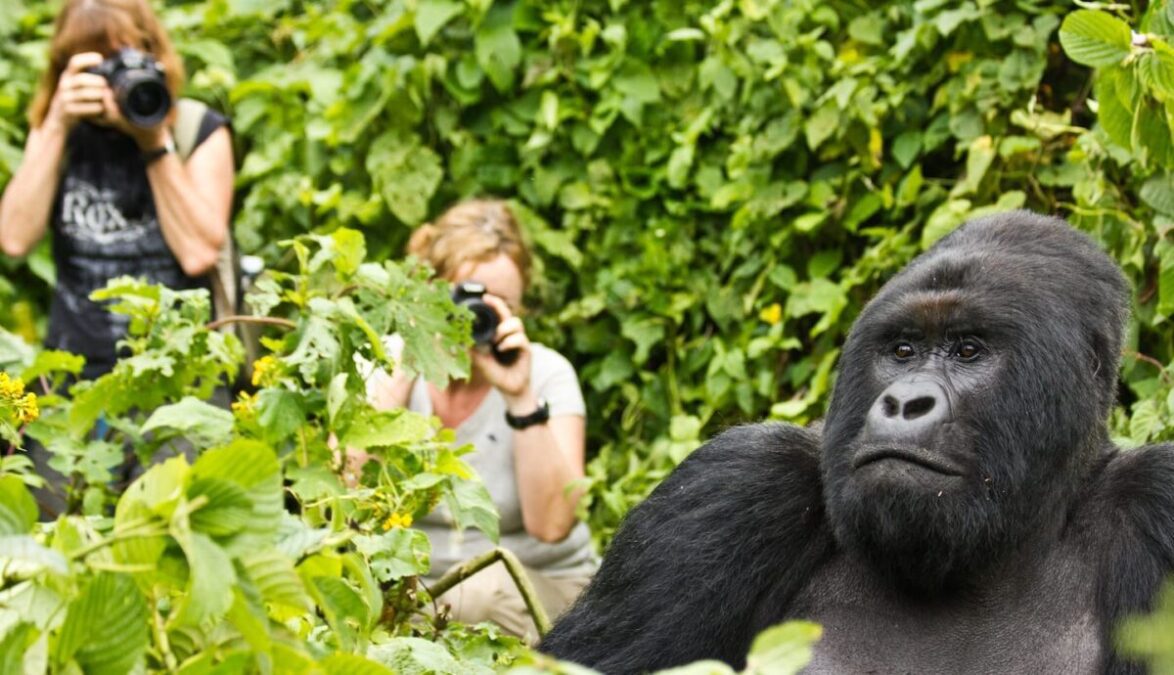 cheapest way to see gorillas in Uganda