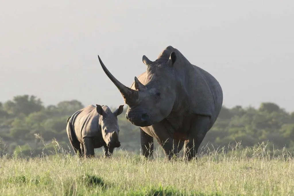 Ziwa Rhino Sanctuary