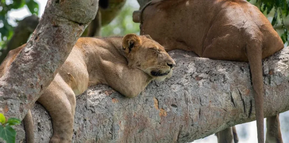 National parks in Uganda