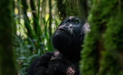 Mgahinga Gorilla National Park In Uganda