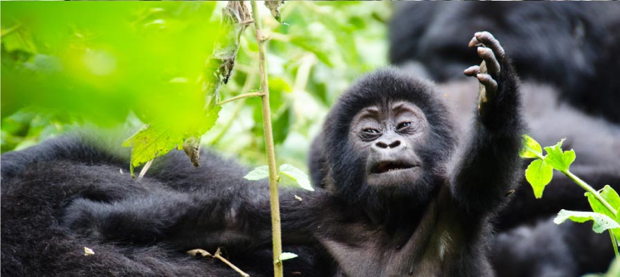 Is Gorilla Trekking Ethical? | Responsible Gorilla Safaris