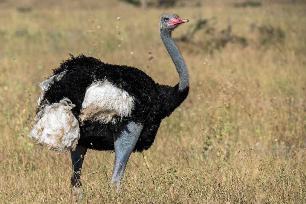 somali ostrich in Samburu National Reserve