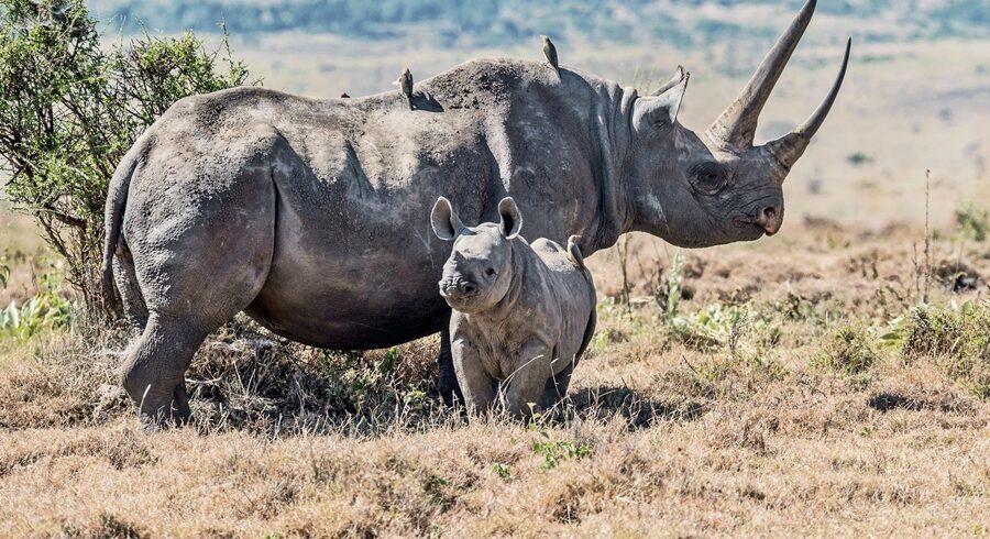 11 Days Kenya’s Big 5 & Conservancy Safari