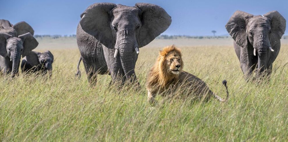 4 Day Serengeti & Ngorongoro Safari