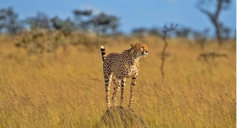 8 Days Wildlife Safari In Kenya