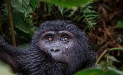 15 Days East Africa’s Gorillas, Chimps, Safari & Beach Holiday