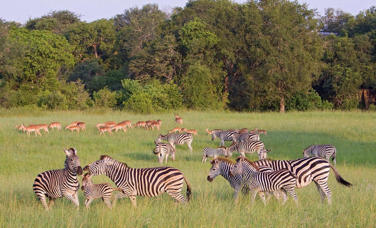 Lake Mburo National Park Safari Guide 2023